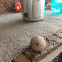 سنگ تخمه مرغی