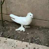 کبوتر جفت یکدست سفید کاکلی پاپر