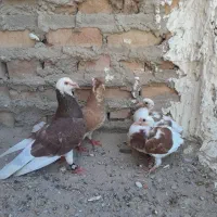 جفت پلنگ با ۴ جوجه زیبا