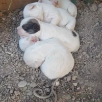 سک پاپی شیتزو|سگ|برخوار, |دیوار