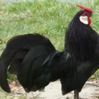 مرغ و خروس تازه بالغ رزکامپ مشکی و سفید کلکسیونی