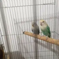 دوتا طوطی|پرنده|رباطکریم, رباطکریم|دیوار