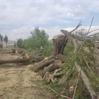 خریدار درخت چوب