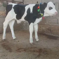 فروش بهترین گوساله نر|حیوانات مزرعه|تهران, انبار نفت|دیوار