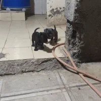 سگ پاکوتاه بدون مو