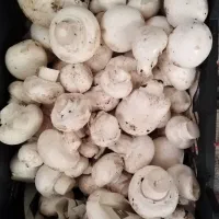 قارچ