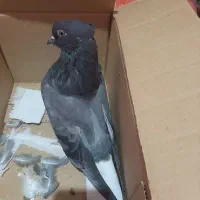 ستا ماده درجه یک