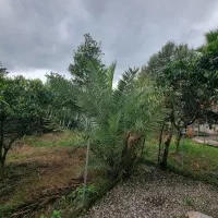 جنگل واقعی/باغ ویلا با سند|فروش خانه و ویلا|چابکسر, |دیوار