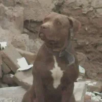 سگ پیت بول باکسر المانی