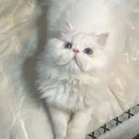 گربه پرشین جفت گیری