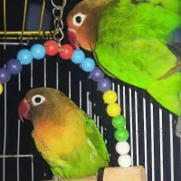 کوتوله فیشر مولد|پرنده|سراوان, |دیوار