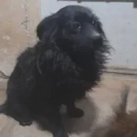 گمشده|حیوانات|مسجد سلیمان, |دیوار