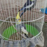 یک جفت عروس هلندی|پرنده|رشت, گلسار|دیوار