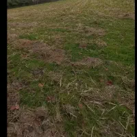 فروش زمین کشاورزی در روستای پلکو