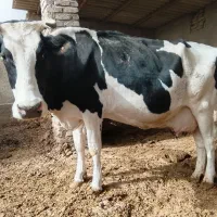 گاو شیری اولشتاین