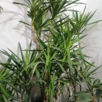 گل و گیاه آپارتمانی دیفن باخیا، یوکا ابلغ، فیکوس|گل و گیاه طبیعی|رشت, کوی غلام نیا|دیوار