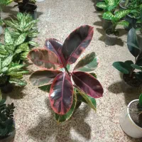 گلسرای آرامش جشنواره ی پاییزی