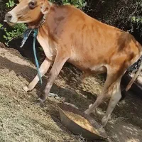 گاو و گوساله جلب گستر|حیوانات مزرعه|جیرفت, |دیوار