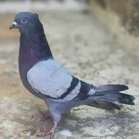 دوجفت کفتر پرشی|پرنده|یزد, |دیوار