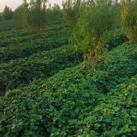 نهال توت فرهنگی سابرینا در حد|گل و گیاه طبیعی|خان ببین, |دیوار
