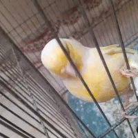 قناری گلستر معاوضه|پرنده|کرمان, |دیوار