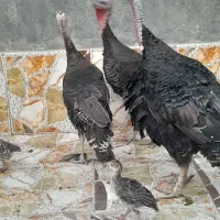بوقلمو چاق چله و سرحال