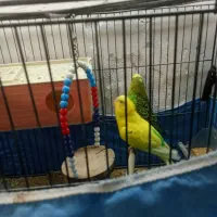 جفت مرغ عشق بارور + جفت سالم + تمام وسایل و قفس )