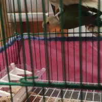 طوطی کوتوله برزیلی|پرنده|رشت, کوی امام رضا|دیوار