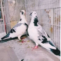 کبوتر جفت ابلغ مخملی زیبا