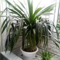 پاندانوس ابلق زیبا مناسب فضاهای بزرگ مانند لابی