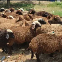 دام  شیشک سرکدار چرا گاهی