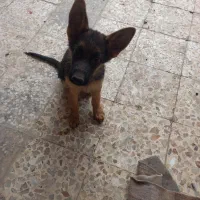 فروش سگ ژرمن شپرد نژاد دار اصیل
