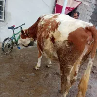 گاو سیمیتال