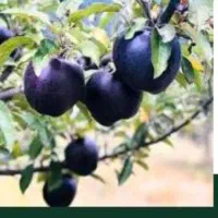 نهال سیب اصل سیاه