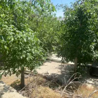 ۱۰۰۰ متر باغ * لاکچری * سند تکبرگ * زیر قیمت|فروش زمین و ملک کلنگی|تهران, چیتگر شمالی|دیوار