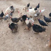 بوقلمون ماده