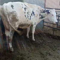 گاو با گوساله ماده فروشی