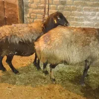 فروش میش چاق  چاق واقعا چاق