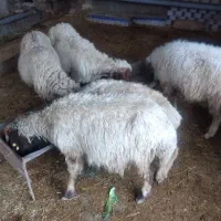 گوسفند فروشی