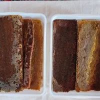 عسل طبیعی
