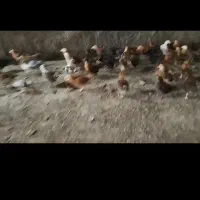 جوجه محلی مرغ سفید