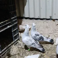 فروش حیوون|پرنده|کاشمر, |دیوار