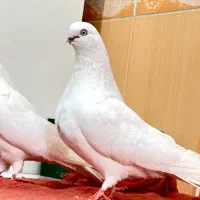 کبوتر۱۲عدد