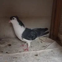 کبوتر دمگیر سرخه خالدار،زره ای،مفلق سنجابی