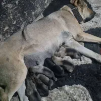 واگذاری توله سرابی|سگ|حویق, |دیوار