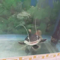 ماهی ردتیل|ماهی|اردبیل, |دیوار