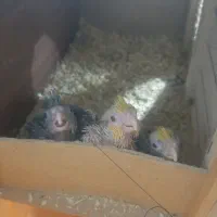 جوجه‌عروس‌۱۸روزه‌اول مهردنیااومده