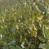 نهال پسته گلدانی