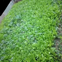 کاهو پیچ روغنی|گل و گیاه طبیعی|کردکوی, |دیوار