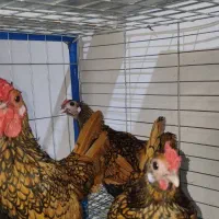 ایام سمانی و سبرایت مولد برهما